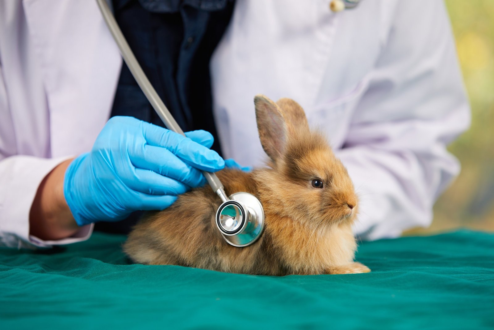 salud y bienestar de tus mascotas